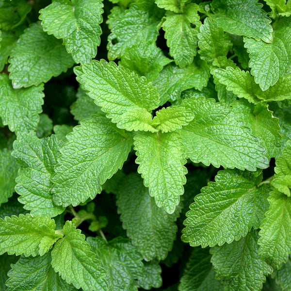 Lemon Balm tea