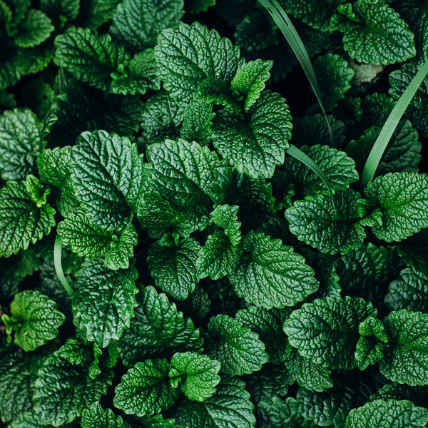 Mint tea
