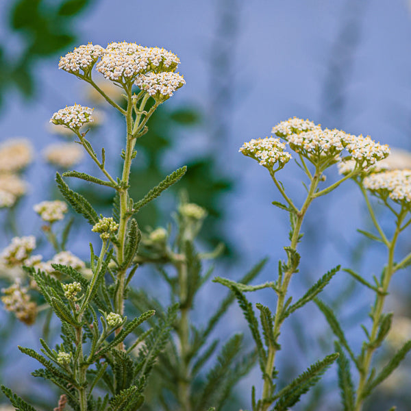 Yarrow tea