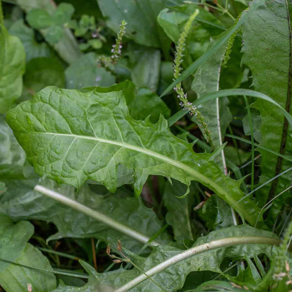 Dandelion leaf tea