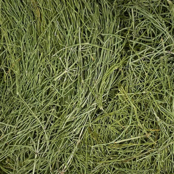Horsetail Tea