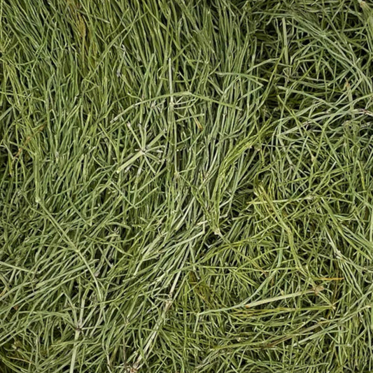 Horsetail Tea