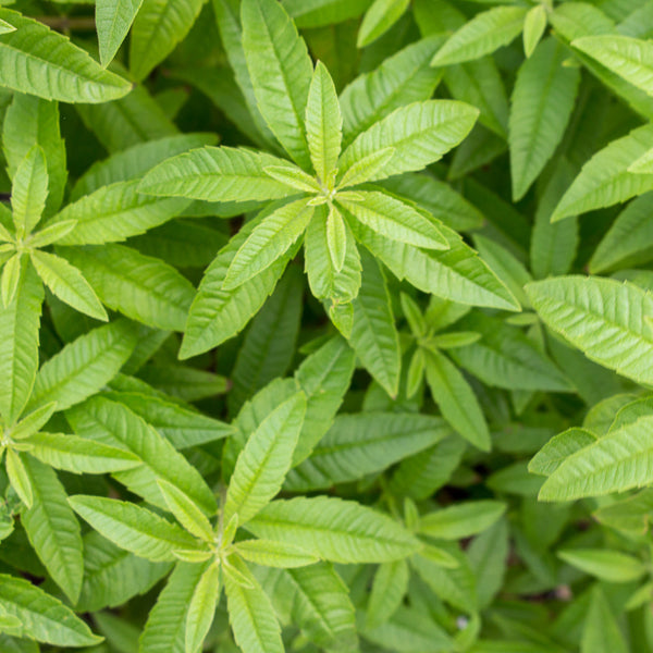 Close-up of green Lemon Verbena tea leaves.