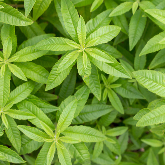 Close-up of green Lemon Verbena tea leaves.
