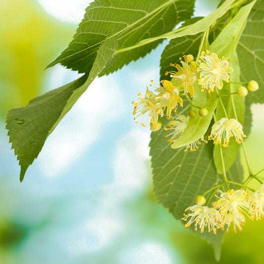 Linden tea