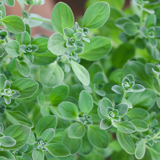 Marjoram
