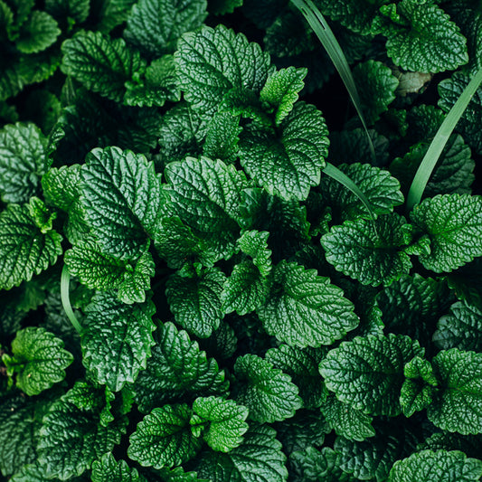 Mint tea