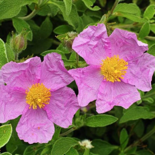 Rock Rose Tea BIO