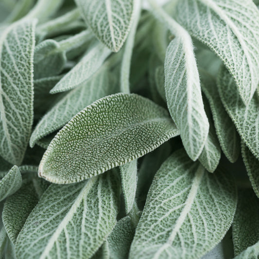 Sage