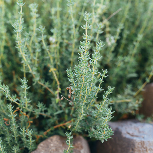 Thyme