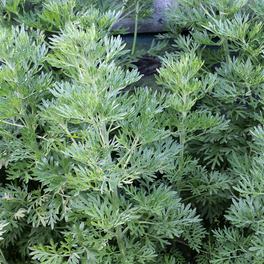 Wormwood