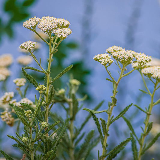Yarrow tea